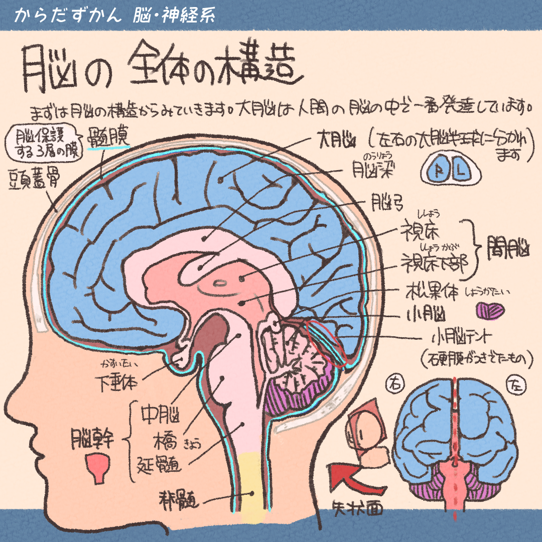 脳の機能解剖と画像診断 健康・医学